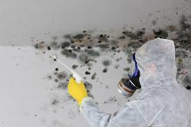 Best Black Mold Removal  in Wolfe City, TX